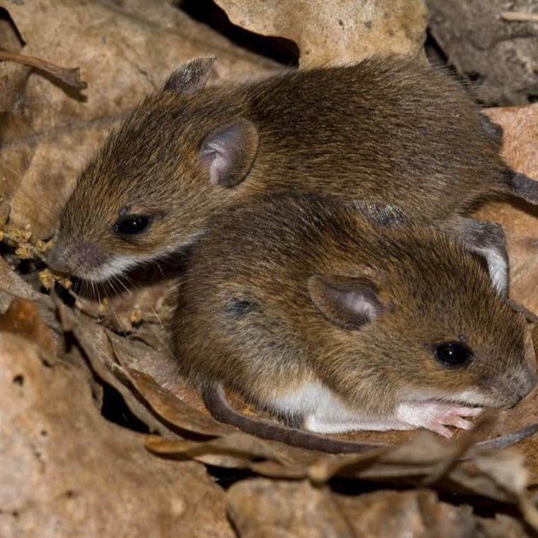 Уничтожения мышей в частном доме в Виннице?