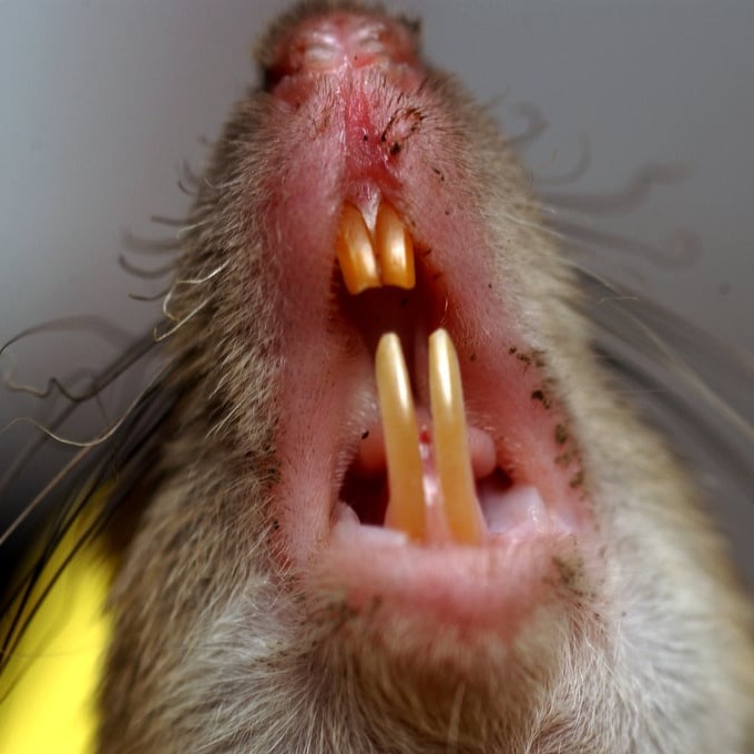 Дератизация крыс в Виннице?